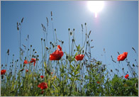 Summer Photo Pack