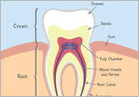 Teeth Posters