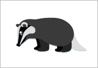 British Wildlife Small Flashcards