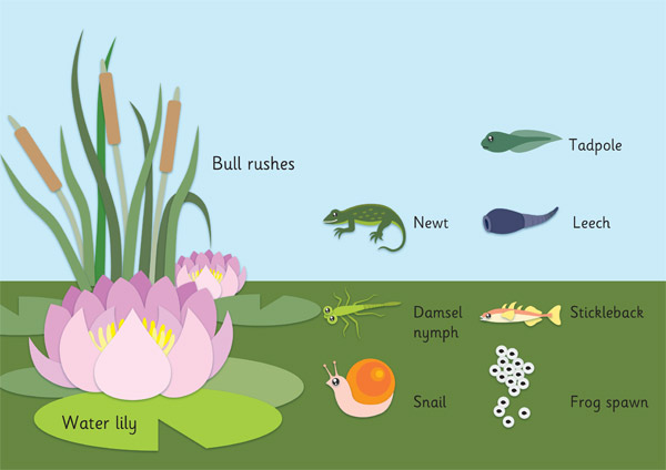 Early Learning Resources Pond Life Word Mat | Free Teaching Resources