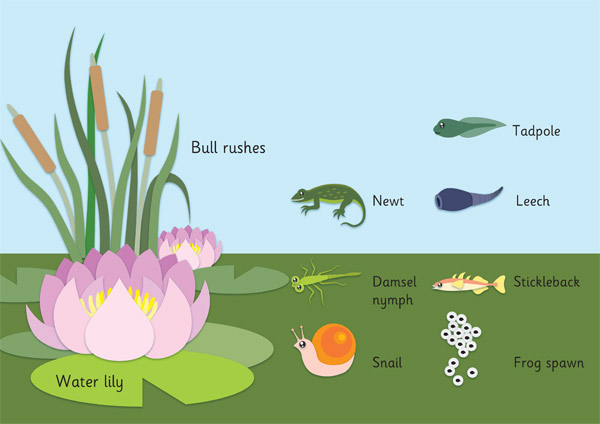 Слово пруд. Pond Life. Pond Vocabulary. Слово Pond. Pond Cards for Kids.