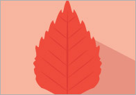 Autumn Leaf Colour Posters
