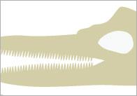 Dinosaur Bone Size Sorting