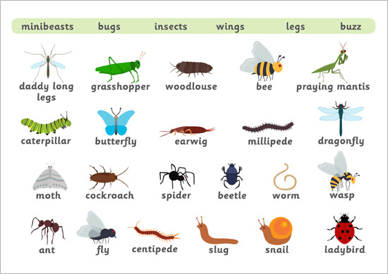 Minibeast Word Mat  Free Early Years & Primary Teaching 