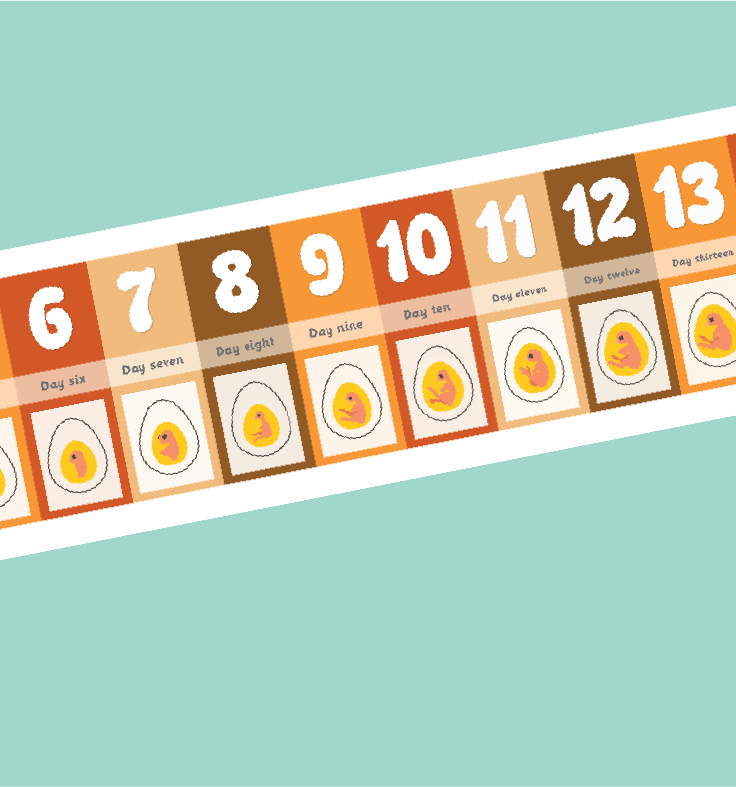 Chick Embryo Display Banner