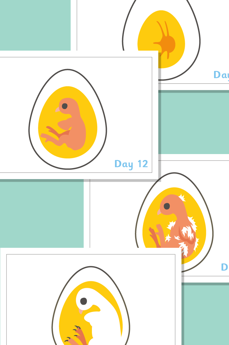 Chick Embryo Growth Posters