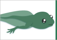 Frog Life Cycle Flash Cards