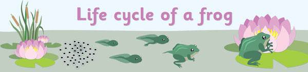 Early Learning Resources Life Cycle of a Frog Display Banner