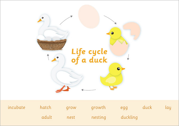 Duck Life Cycle Word Mat (teacher made) - Twinkl