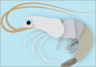 Rockpool Display Banner